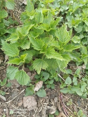 Urtica dioica