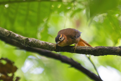 Philydor atricapillus