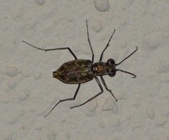 Ellipsoptera hamata