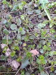 Lysimachia nummularia