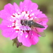 Flea Bee-Fly - Photo (c) Kostas Zontanos, some rights reserved (CC BY-NC), uploaded by Kostas Zontanos