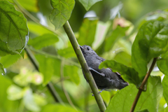 Myrmotherula unicolor