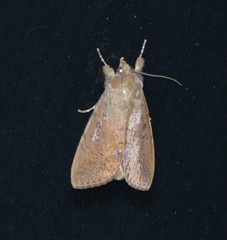 Litoprosopus futilis