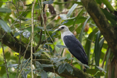 Buteogallus lacernulatus