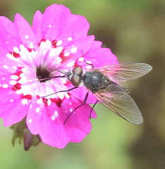 Phthiria pulicaria