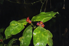 Psychotria nuda