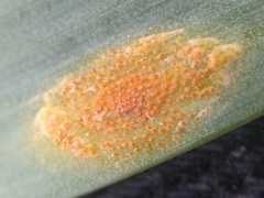 Puccinia sessilis