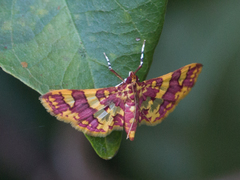 Syngamia inflamatalis