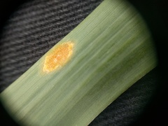 Puccinia sessilis