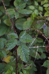 Rubus affinis