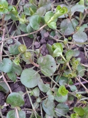 Lysimachia nummularia