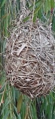 Ploceus capensis