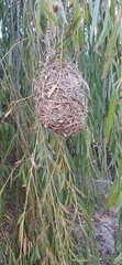 Ploceus capensis