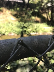 Danepteryx