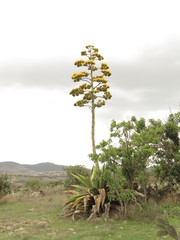 Agave scaposa