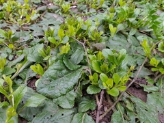 Ajuga reptans