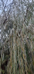 Salix babylonica babylonica