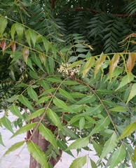 Azadirachta