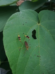 Anisoscelis scutellaris