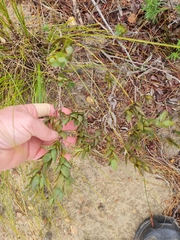 Aspalathus elliptica