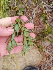 Aspalathus elliptica