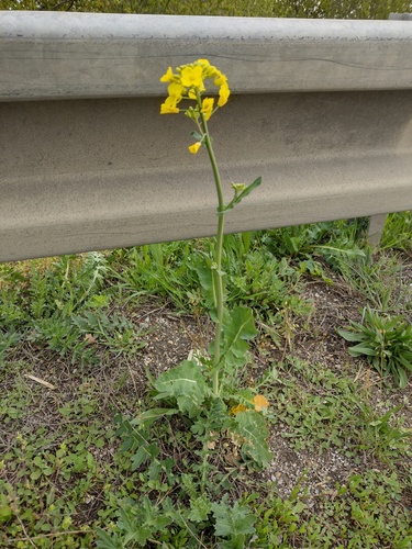 Uljana repica (Brassica napus)