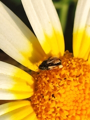 Metopoplax ditomoides