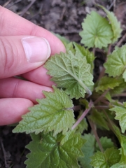 Campanula trachelium