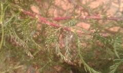 Senecio achilleifolius