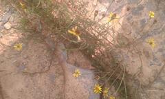 Senecio achilleifolius