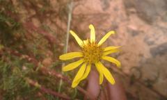 Senecio achilleifolius