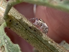 Metaphidippus chera