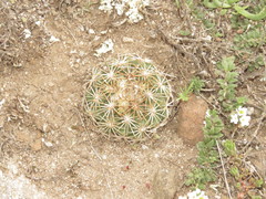 Coryphantha retusa