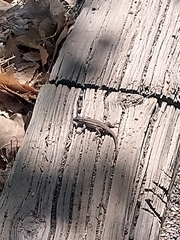 Sceloporus cowlesi