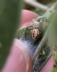 Metaphidippus chera