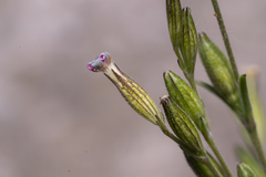Silene nocturna