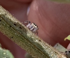 Metaphidippus chera