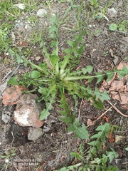 Taraxacum officinale