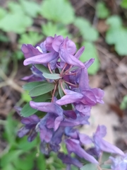 Corydalis solida