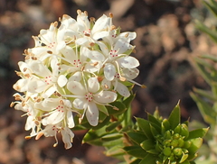 Agathosma puberula