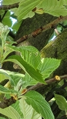 Karpatiosorbus latifolia