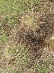 Ferocactus recurvus recurvus
