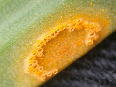 Puccinia sessilis