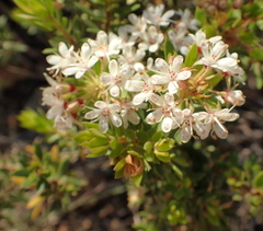 Agathosma puberula