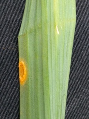 Puccinia sessilis