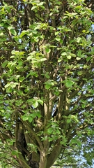 Karpatiosorbus latifolia