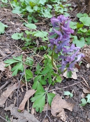 Corydalis solida
