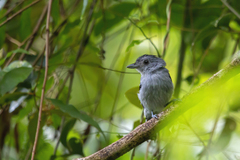 Thamnophilus ambiguus