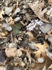 Hepatica acutiloba