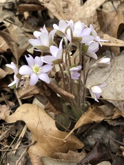 Hepatica acutiloba